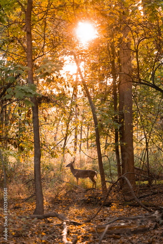 A beautiful white-tailed deer doe stands in the woods during autumn shortly after sunrise.