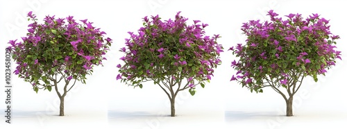 Cut out plants of shrubs bush and rhotodendron booming in high definition