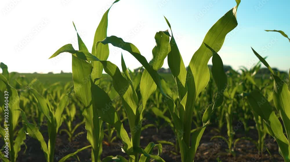 Corn field on background of bright sunlight, green maize under blue sky, growing cornfield with long leaves. Growing eco-friendly crops on fertile soil Corn field on background of bright sunlight, green maize under blue sky, growing cornfield with long leaves. Growing eco-friendly crops on fertile soil
