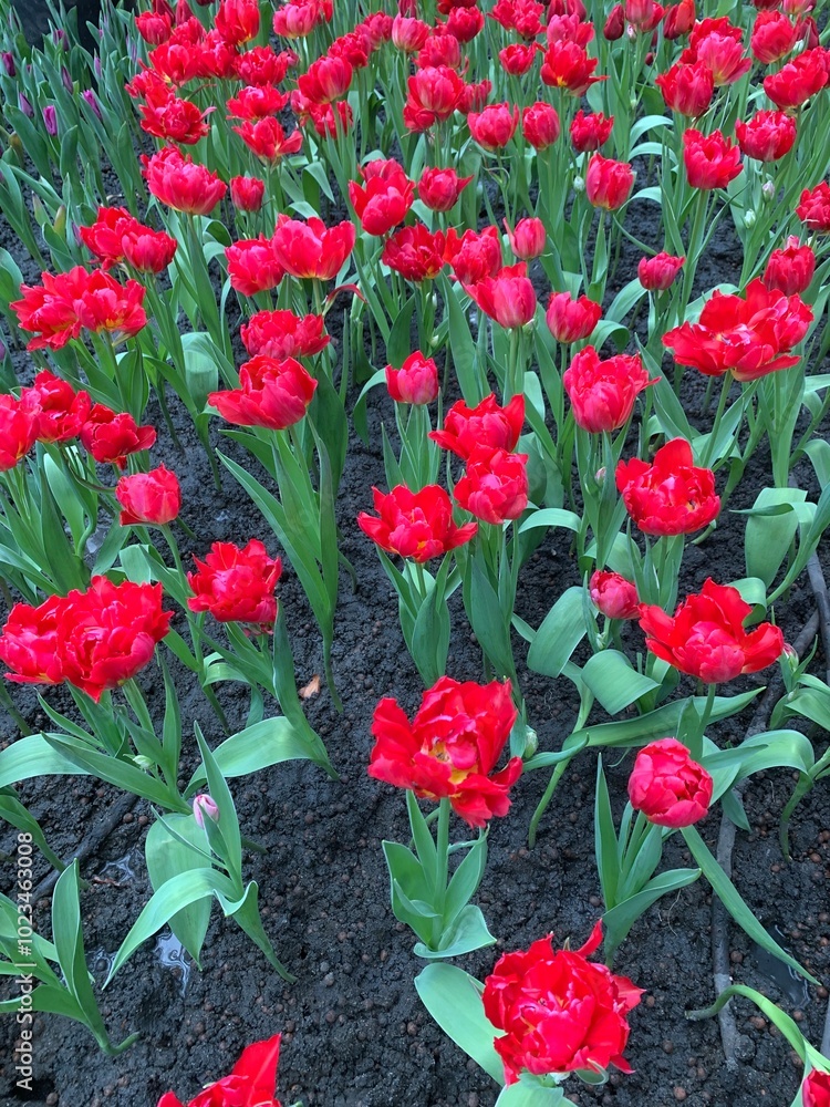 Red Tulips in Bloom: A vibrant field of red tulips burst forth in a symphony of color, their petals unfurling in the springtime sun, creating a stunning display of nature's beauty. Red Tulips in Bloom: A vibrant field of red tulips burst forth in a symphony of color, their petals unfurling in the springtime sun, creating a stunning display of nature's beauty.