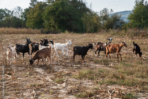 Herd of goats grazing in autumn field at sunset