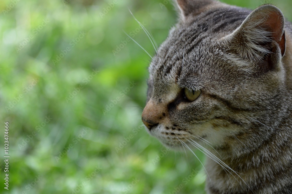 Obraz premium portrait of a gray cat