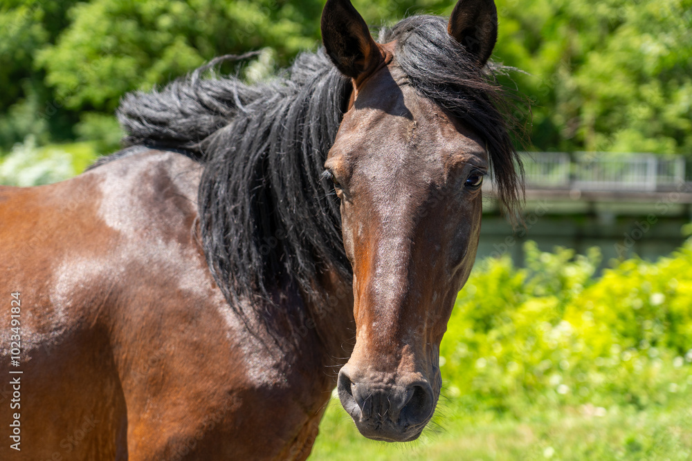 Fototapeta premium A brown horse with a flowing mane stands proudly in a verdant pasture, basking in the sunlight on a warm summer day