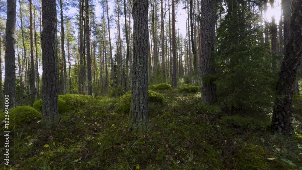 A serene scene of moss-covered rocks and towering pine trees as sunlight filters through the forest in Karelia. Captured during a hiking trip, the image evokes a peaceful atmosphere surrounded by A serene scene of moss-covered rocks and towering pine trees as sunlight filters through the forest in Karelia. Captured during a hiking trip, the image evokes a peaceful atmosphere surrounded by