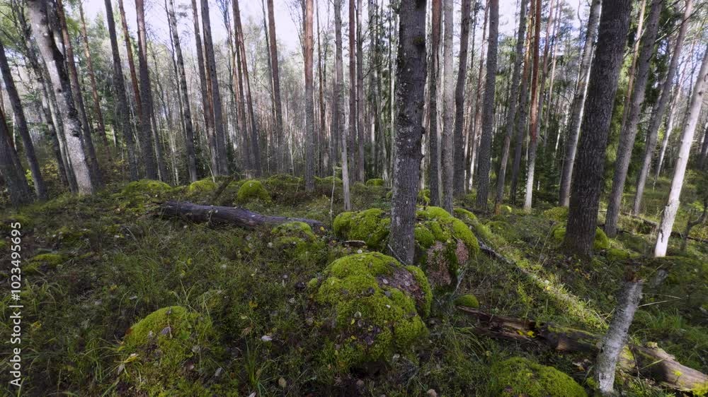 A tranquil scene of mossy boulders nestled between towering pine trees in a peaceful Karelian forest. The camera captures a wide-angle view of the forest floor, showcasing the natural beauty of the A tranquil scene of mossy boulders nestled between towering pine trees in a peaceful Karelian forest. The camera captures a wide-angle view of the forest floor, showcasing the natural beauty of the
