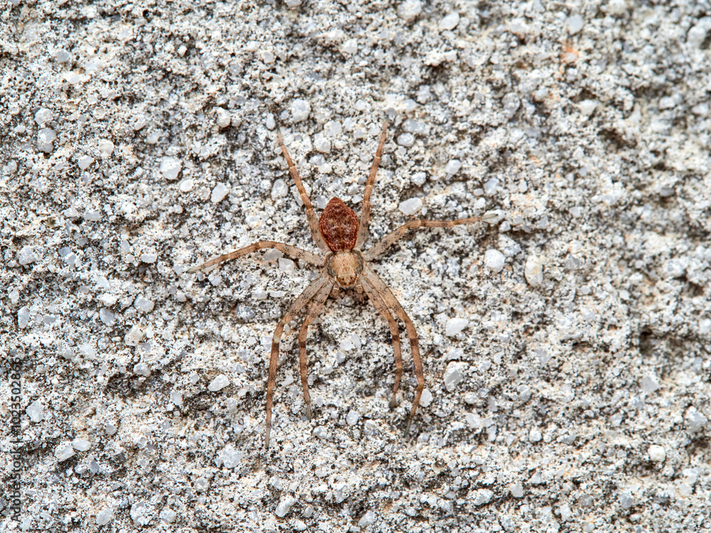Spider genus Philodromuson a wall. It is a type of crab spider Spider genus Philodromuson a wall. It is a type of crab spider
