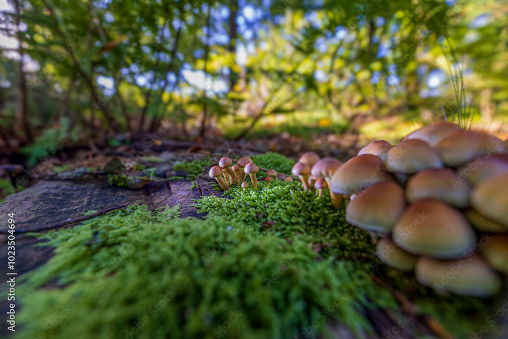 Pilzfotografie Pilzfotografie
