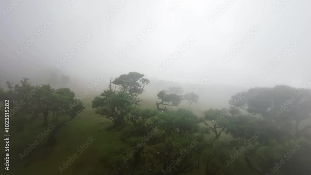 Aerial fpv video over Madeira panel forest, Portugal Aerial fpv video over Madeira panel forest, Portugal