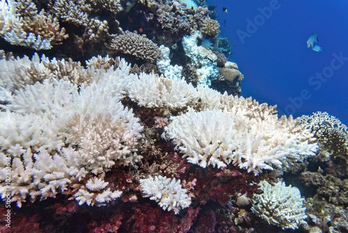 Coral bleaching of Acropora hard corals  - process when corals become white. Global warming impact.