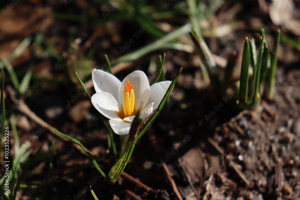closeup of white crocus flower closeup of white crocus flower