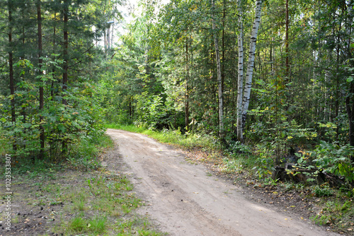 a dirt road is surrounded by trees in the forest