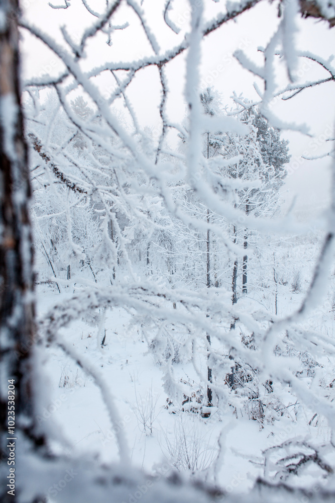 Fototapeta premium A misty winter forest stands covered in frost and snow