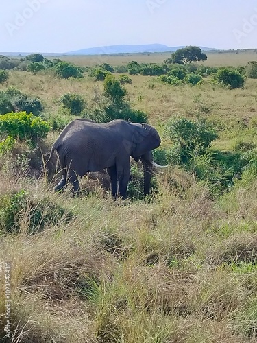 Sticker elephants in the wild
