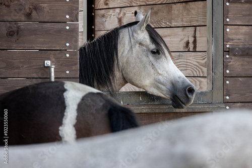 Horse in stable. photo