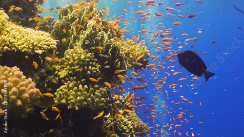 Tropical Fish on Vibrant Coral Reef
