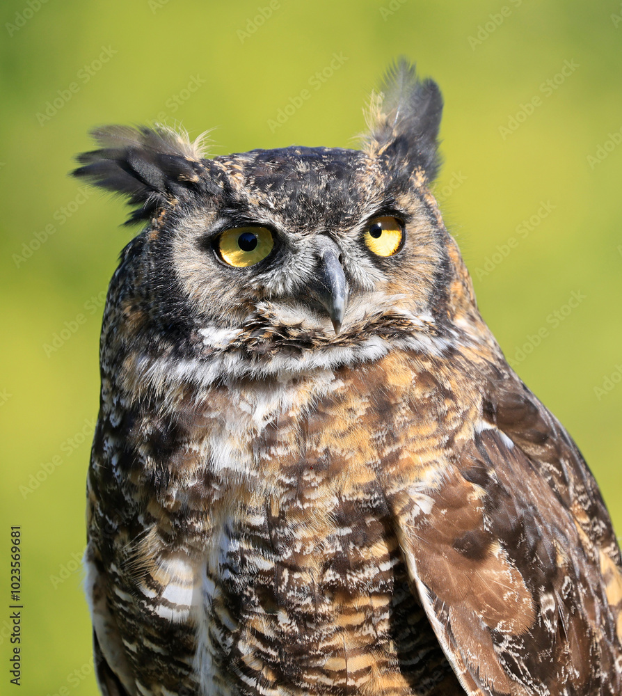 Fototapeta premium Great-horned Owl portrait with green background, Quebec, Canada