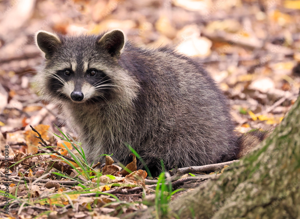 Fototapeta premium Raccoon portrait in the forest, Quebec, Canada