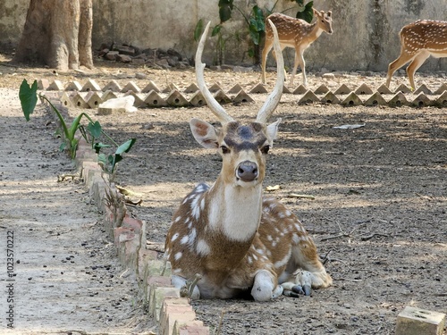 Spotted deer lies in the park. Bangladesh.