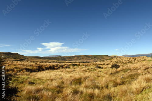 Fotografie landscape with common Red Tussock Grass (Chionochloa rubra) abounds plenty in th