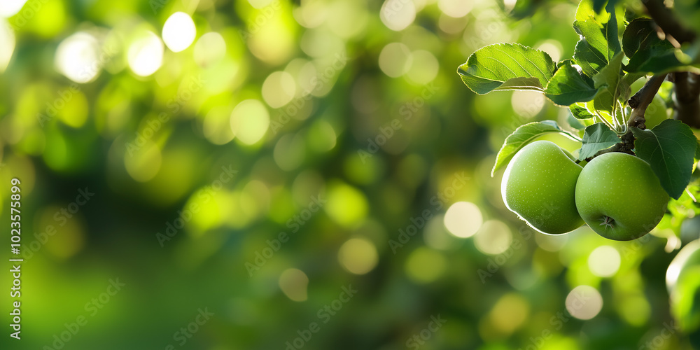 Pair of Green Apples Hanging on Tree Branch in Sunlit Orchard Pair of Green Apples Hanging on Tree Branch in Sunlit Orchard