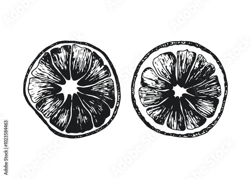 Dried citrus fruit slices. isolated on white background. Hand-drawn vector sketch illustration