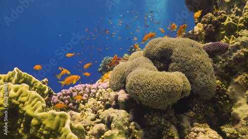 Tropical Fish on Vibrant Coral Reef