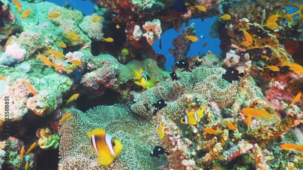 Tropical Fish on Vibrant Coral Reef Tropical Fish on Vibrant Coral Reef