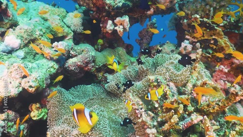 Tropical Fish on Vibrant Coral Reef