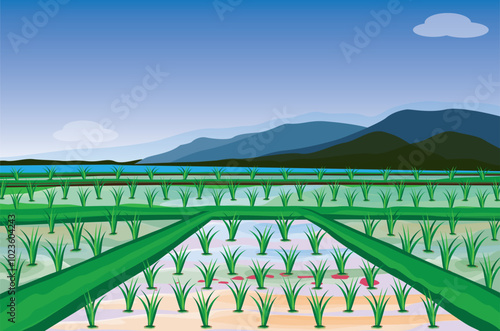 Rice plants in the field