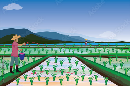 A farmer is spreading fertilizer in a rice field.vector design