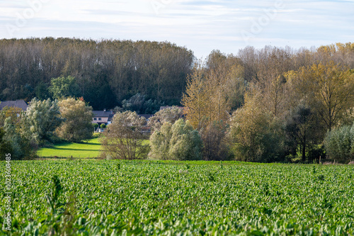 Green beet fields and hills of farmland in Zottegem, East Flemish Region, Belgium