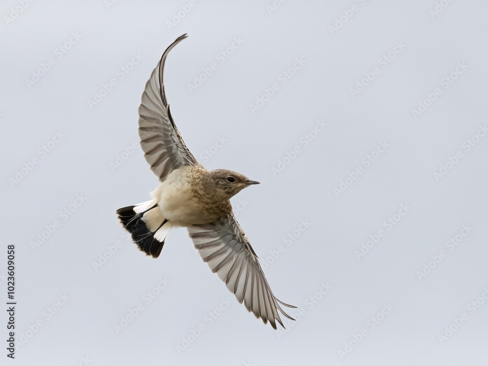 Obraz premium northern wheatear