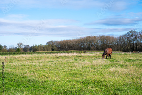 Green lawn with brown grazing horses  in Zottegem, East Flemish Region, Belgium photo