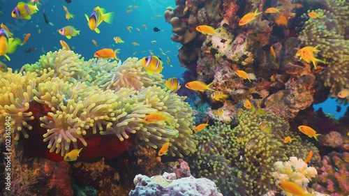 Tropical Fish on Vibrant Coral Reef