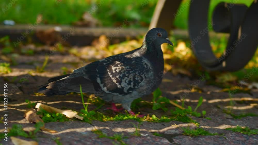 A pigeon walks in the autumn park.
Dove close-up.
Bird on the asphalt.
Wild pigeon.
Beautiful pigeon in the park A pigeon walks in the autumn park.
Dove close-up.
Bird on the asphalt.
Wild pigeon.
Beautiful pigeon in the park