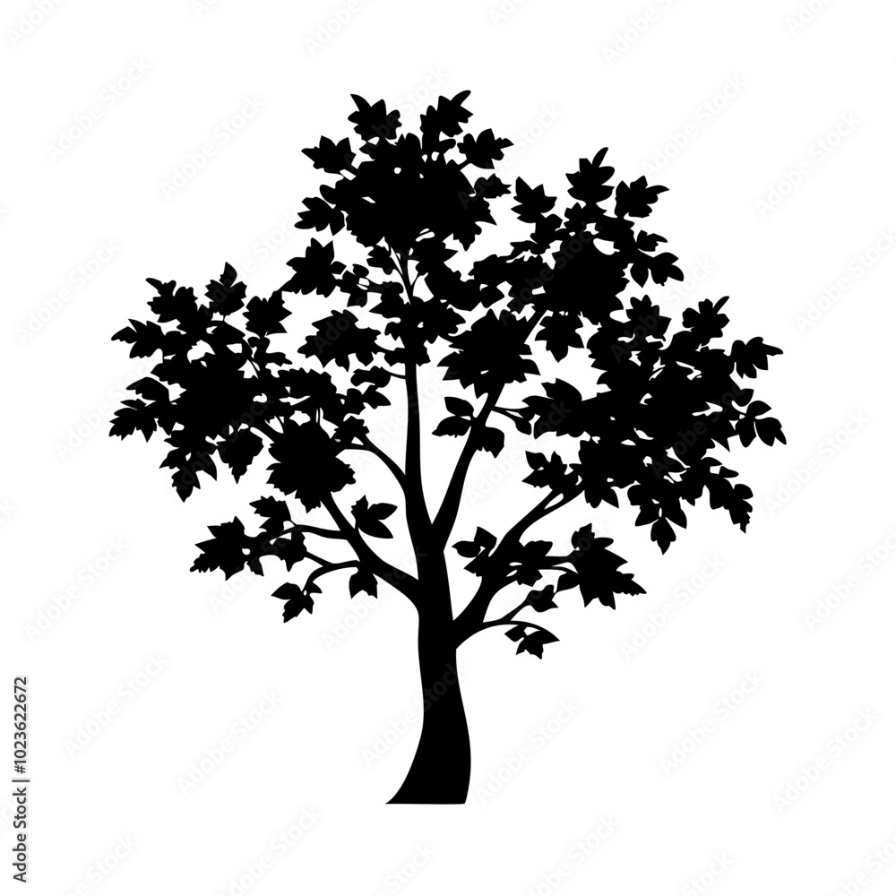 Obraz premium Yellow-poplar--tree-silhouette