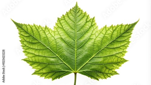 Leaf isolated on white background with clipping path Symmetrical