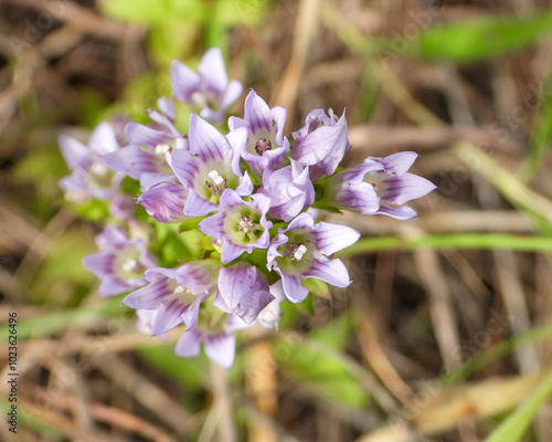 Gentianella quinquefolia (Stiff Gentian) Native North American Prairie Wildflower photo