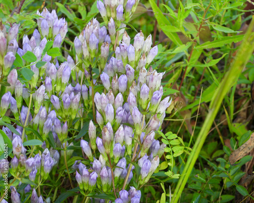 Gentianella quinquefolia (Stiff Gentian) Native North American Prairie Wildflower photo