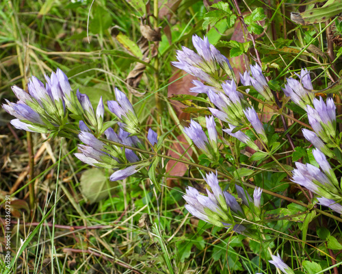 Gentianella quinquefolia (Stiff Gentian) Native North American Prairie Wildflower photo