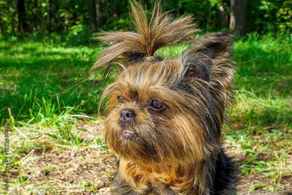 Yorkshire terrier. Portrait of a fluffy, funny dog. The year of the dog. Pets. Yorkshire terrier. Portrait of a fluffy, funny dog. The year of the dog. Pets.