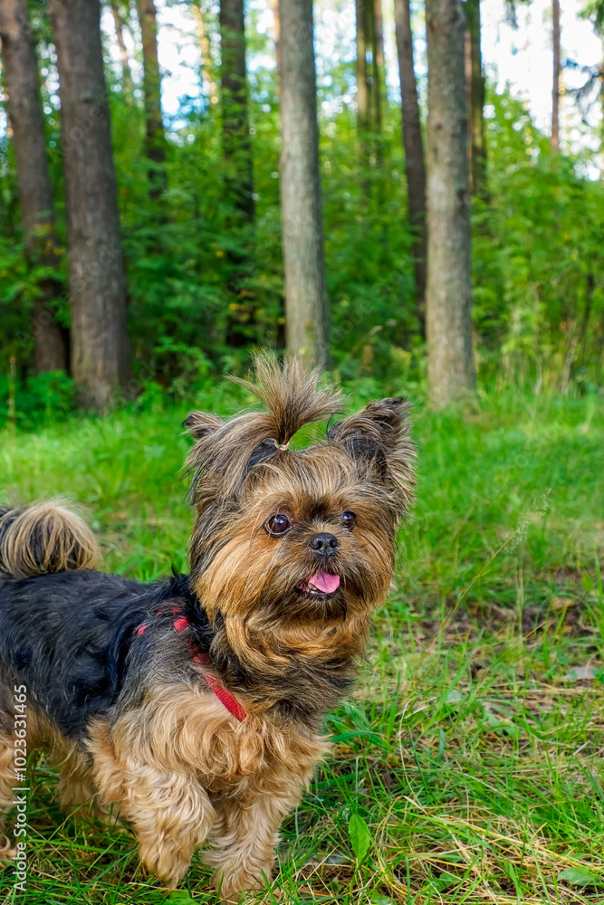 Dog. Yorkshire terrier. A purebred dog in a nature park. The year of the dog. Dog. Yorkshire terrier. A purebred dog in a nature park. The year of the dog.