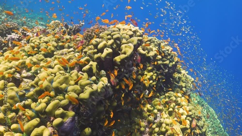 Tropical Fish on Vibrant Coral Reef