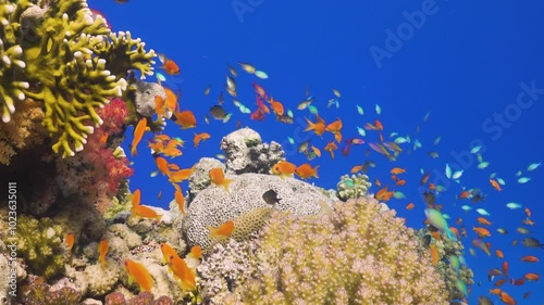 Tropical Fish on Vibrant Coral Reef