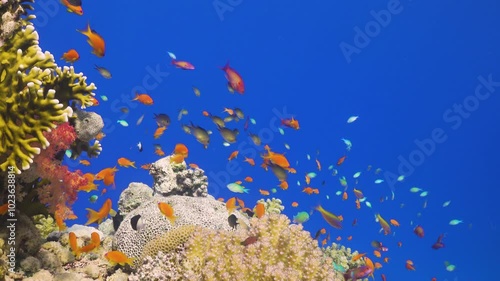 Tropical Fish on Vibrant Coral Reef