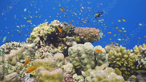 Tropical Fish on Vibrant Coral Reef