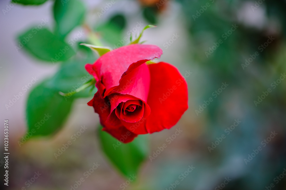 Fototapeta premium Red rose, macro photo