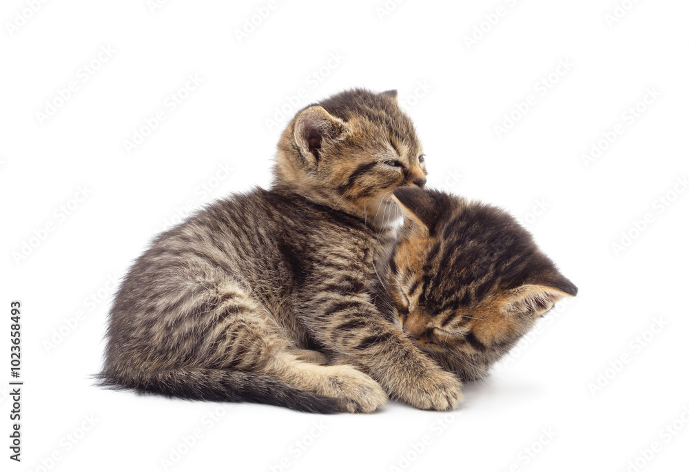 Fototapeta premium Two little kittens sitting.