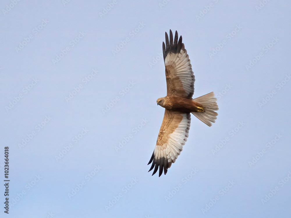 Fototapeta premium Western Marsh Harrier 