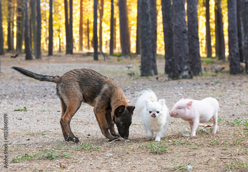 pig and dogs in farm photo